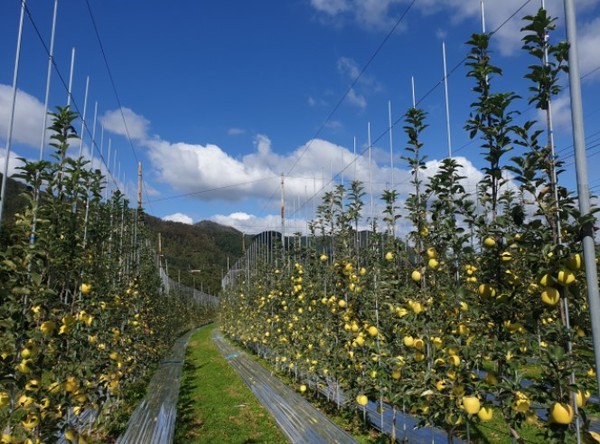 경북도가 야심 차게 시범 도입한 ‘경북 미래형사과원(다축형)’이 대한민국 사과 산업의 틀을 바꾼다. (사진=경북도)