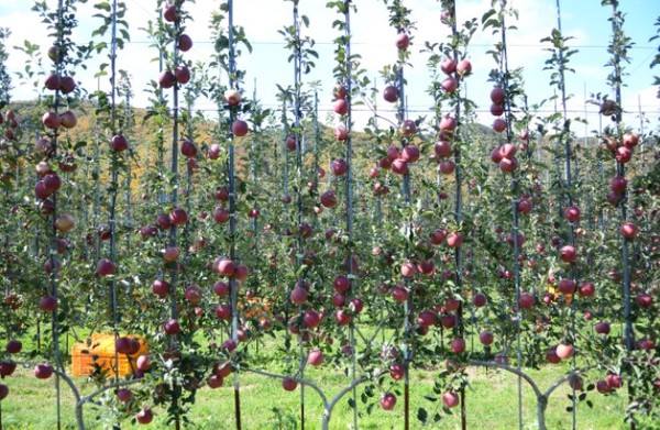 경북도는 이번 미래형 사과원 조성 사업이 정부 정책에 반영된 것은 30년 전 ‘신경북형 사과원’을 개발해 사과 산업을 주도했던 당시처럼 다시 한번 대한민국 과수산업의 전반전인 틀을 바꿀 것이라 기대하고 있다. (사진=경북도)
