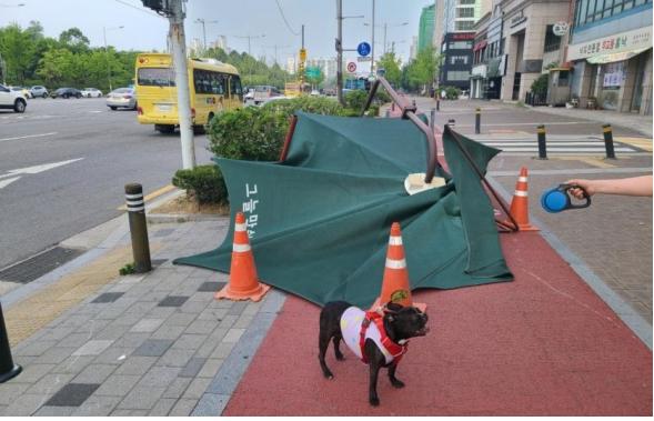 심야에 부상으로 쓰러진 실종자를 발견해 가족에게 인계하고, 학교 폭력 현장을 발견해 학생을 보호하는 등 우리동네 구석구석을 순찰하며 주민들의 안전을 지키는 ‘개(犬)벤져스’가 뜬다. (사진=서울시)
