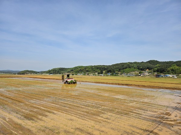 도 농업기술원(원장 김영)은 23일 보령시 청소면 일원에서 청년농업법인 ‘보령우리밀영농조합(대표 김성윤)’과 빠르미2·빠르미향 등 ‘2세대 빠르미’에 대한 모내기를 실시했다. (사진=충남도)
