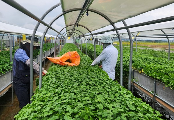 충북농업기술원(원장 조은희)은 국내에서 가장 크기가 작은 스마트팜 재배시스템인 ‘간이비가림형 양액 재배 장치’를 개발해 농가에 보급할 계획이라고 25일 밝혔다. (사진=충북농업기술원)