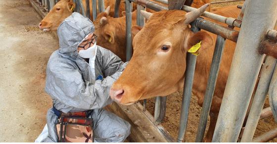 구제역 시료채취(채혈) 모습 (사진=강원특별자치도 동물위생시험소)
