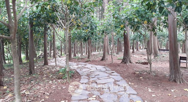 정남진 편백숲우드랜드(사진)를 비롯한 난대성 수종 등 풍부한 산림자원을 보유한 전남 장흥군이 '호남권 산림바이오 가공지원단지' 조성사업 대상지로 최종 선정되어 임산물 가공산업 육성과 고부가가치 소재 개발이 탄력을 받을 것으로 보인다(사진=장흥군청)