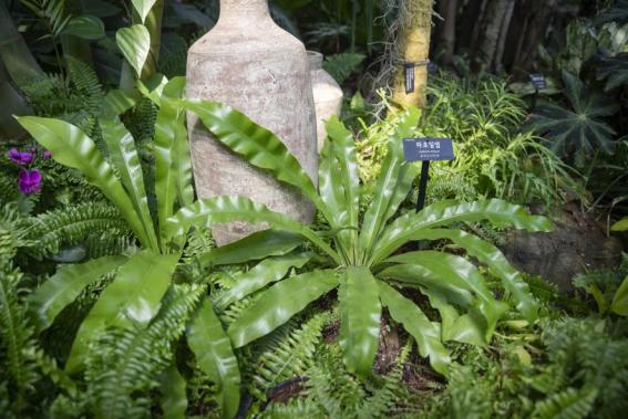 파초일엽은 1929년 Makino에 의해 처음 보고된 온대 상록 양치류 종으로, 동아시아에 분포하고 있다. (사진=서울식물원)