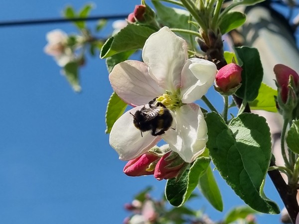 수분활동 중인 서양뒤영벌 (사진=경북도)