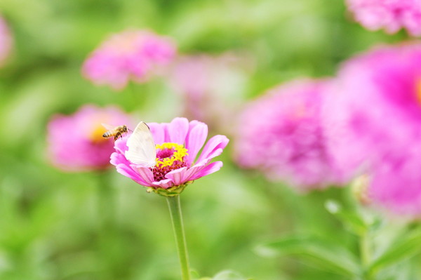 청송군(군수 윤경희)은 가을철 꽃구경하기 좋은 명소로 입소문을 타고 있는 ‘산소카페 청송정원’이 9월 2일 공식 개장했다고 밝혔다. (사진=청송군)