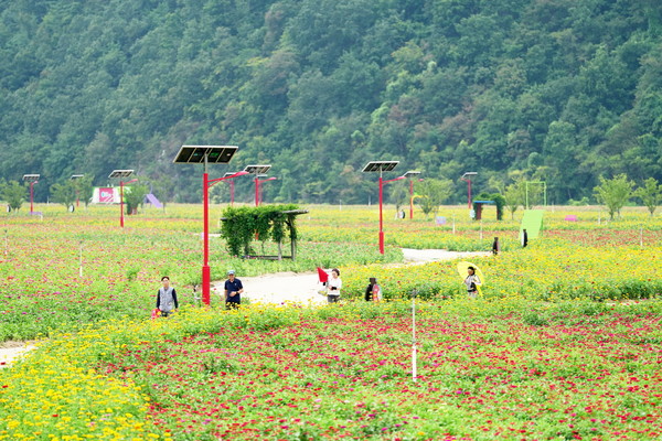 청송군은 다양한 관광수요에 대비하여 주민들과 17개 단체의 참여를 통해 13.8ha(42,000여평) 규모의 청송정원에 백일홍 단지를 조성했다. (사진=청송군)