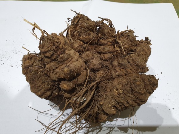 경북 영양군(군수 오도창)은 ‘영양 천궁’이 천궁으로는 국내 최초로 특허청의 지리적 표시 단체표장에 등록함으로써 전국 최대 천궁 주산지의 명성을 재확인함과 동시에 상표 사용 독점적 권리를 확보했다고 밝혔다. (사진=영양군)