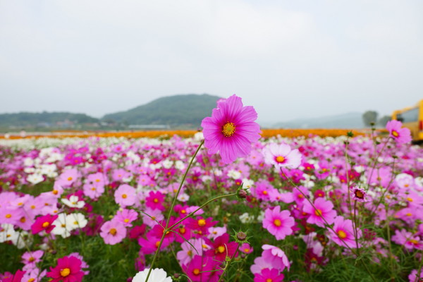 부여군이 백마강 구드래에 조성한 대규모 코스모스 단지가 절정을 맞아 관광객들의 발길을 사로잡고 있다. (사진=부여군)