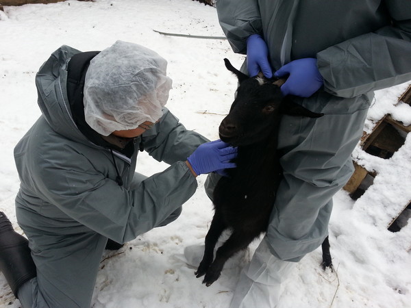 검사항목으로 동물-사람간 전파해 발열, 두통, 근육통, 폐결핵 등 일으키는 인수공통전염병 3종(큐열, 결핵병, 브루셀라병)과 소의 설사병 등을 일으키는 소모성질병 2종(소바이러스성 설사병, 크립토스포리디움) 및 제1종 가축전염병인 해외재난성질병 2종(구제역, 가성우역) 등 총 7종의 질병검진을 준비했다. (사진=경기도)