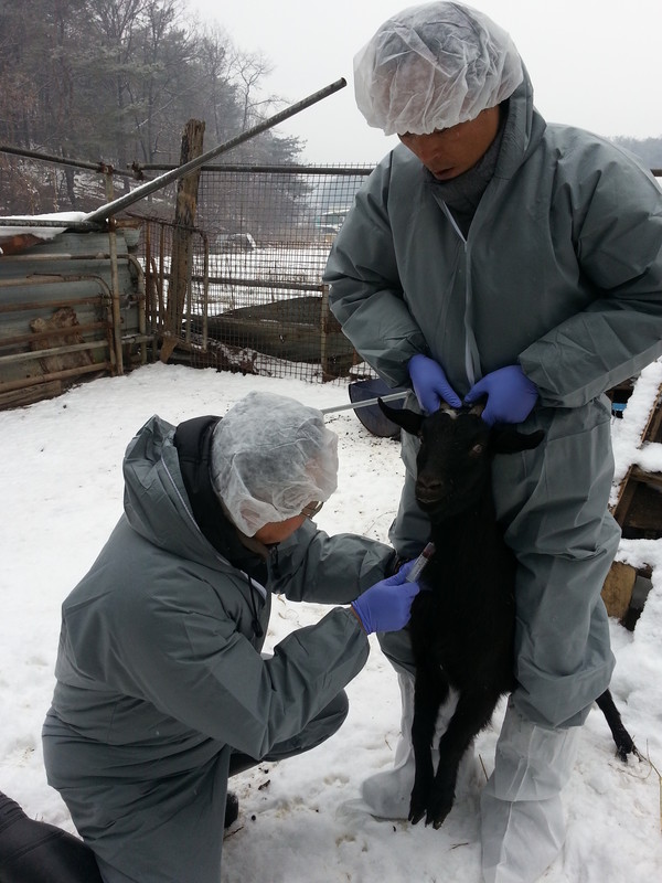 경기도 북부동물위생시험소(소장 정봉수)는 인수공통전염병 확산 방지 및 식품유통 안전성 확보를 위해 염소 농가에 대한 질병검진을 실시한다고 29일 밝혔다. (사진=경기도)