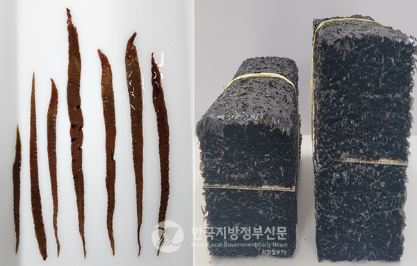 전남도가 개발한 김 신품종 ‘햇바디1호’가 기존 제품의 2배가 넘는 최고액 위판가를 경신하며 전남산 김 인기가 고공행진을 계속하고 있다.(사진=조용원 기자/전남도청)