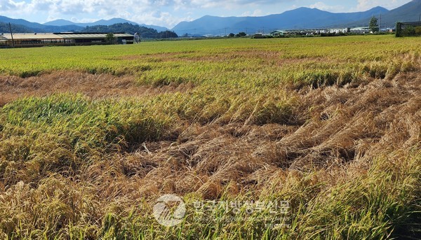 올해 역대 가장 많은 13차례 재해가 발생한 가운데 ‘시설 원예작물 일조량 감소’ 피해 등 6차례를 전남도가 전국 최초 건의해 재해 인정을 이끌어냄으로써 피해농가 재난지원금 565억·농작물재해보험금 1천178억을 보상하는 성과를 거뒀다. 특히 벼멸구 피해도 최초로 농업재해로 인정받았다.(사진=조용원 기자/전남도청)