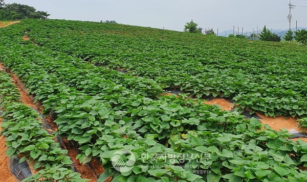 대한민국 최대 친환경ㆍ유기농 농산물 생산·공급지인 전라남도(도지사 김영록)가 올해 전국 최대 규모인 총 185억 원의 친환경직불금을 지급하고, 내년부터는 직불금 인상과 함께 지급상한 면적도 확대할 계획이다.전남 영암군 친환경 고구마밭.(사진=조용원 기자/전남도청)