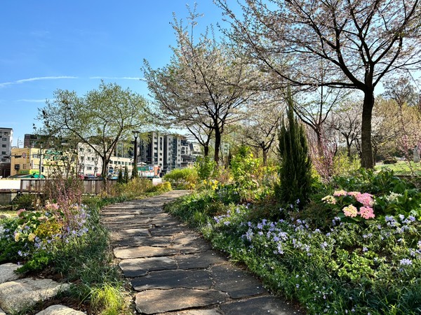 서울시는 '24년 3~12월 총 536개소, 42만㎡에 이르는 매력·동행가든을 만든 데 이어 올해도 500개소 이상을 목표로 조성에 나선다. ’26년까지 문 열고 나서면 5분 내 만날 수 있는 정원 1,007개를 조성한단 목표는 1년 이상 단축될 것으로 보인다. (사진=김미숙 기자/서울시청)