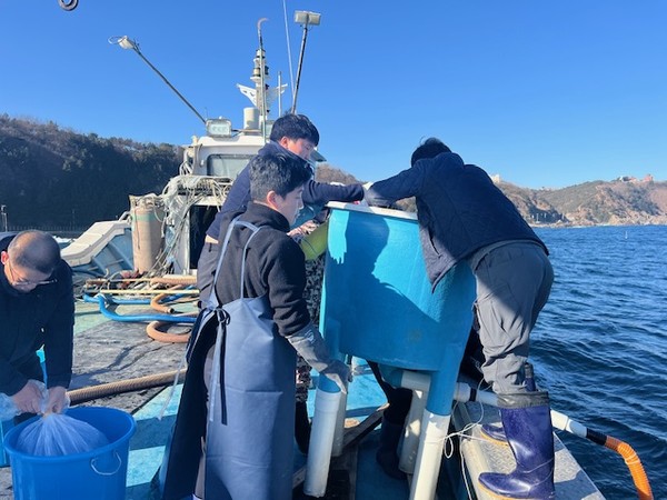 강원특별자치도(도지사 김진태) 한해성수산자원센터는 최근 대문어 자원의 감소가 우려되는 가운데, 부화 유생 방류와 어린 문어(5cm급 이상) 인공 종자생산 기술 개발을 위한 시험 연구에 본격 착수한다. (사진=김미숙 기자/강원도청)