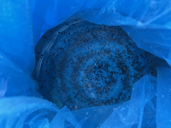 강원특별자치도 한해성수산자원센터 임순형 소장은 “대문어 자원 회복은 단순히 한 어종을 살리는 것이 아니라 전체 해양 생태계의 건강성을 회복하고 지속가능한 어업을 위한 중요한 과제”라고 강조하며, “이번 연구가 대문어 자원을 회복하여 미래 세대에 건강한 해양 자원을 물려주는 중요한 전환점이 될 것으로 기대한다”고 덧붙였다. (사진=김미숙 기자/강원도청)