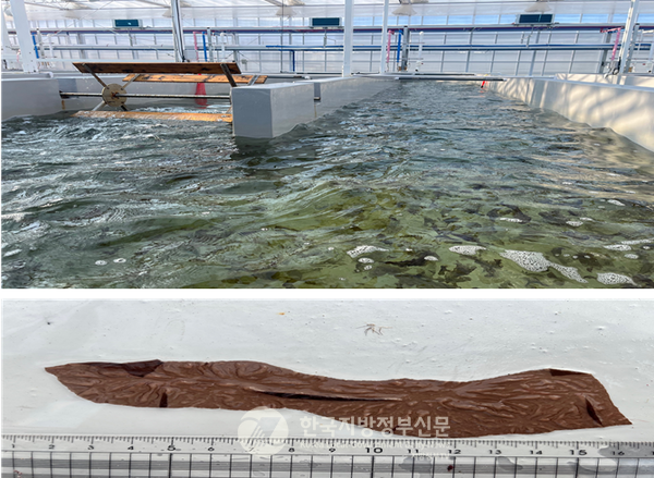 전북특별자치도가 전국 최초로 해양 오염 걱정 없는 김 육상양식 기술개발에 성공하며 생산 기간 1/3로 단축, 성장률 10배 이상의 연중 고품질 김 생산의 길을 열었다.(사진=조용원 기자/전북도청)