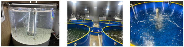 육상 수조에서 실험 배양되고 있는 김 단포자(사진=조용원 기자/전북수산기술연구소)