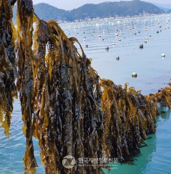 국내 최대 해조류 생산지인 전남 완도군(군수 신우철)의 지원으로 수행된 이번 연구로 해조류의 우수성이 다시 한 번 입증된 계기가 되었다(사진=조용원 기자/완도군청)