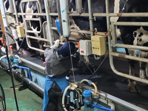  경남도는 올해 10억 4,000만 원을 투입해 안정적인 낙농가 경영 안정과 지속 가능한 낙농업 환경을 조성하기 위해 ‘낙농헬퍼 지원사업’을 적극 추진할 계획이다. (사진=김지수 기자/경남도청)