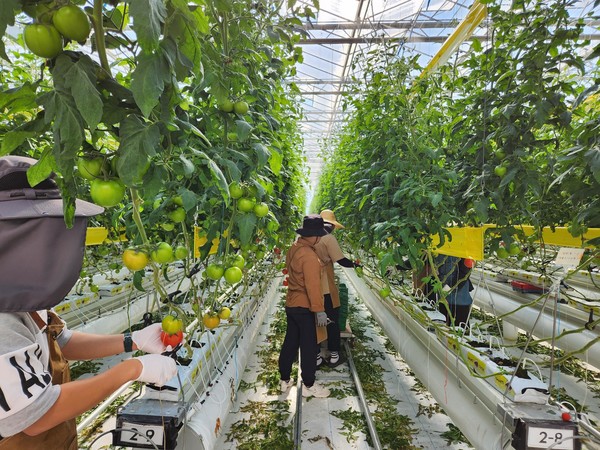  '2025년 스마트농업 육성 시행계획'은 분야별로 ▵스마트팜 전문인력 육성 및 정착 지원 5개 사업, 154억 원, ▵스마트농업 생산기반 구축 18개 사업, 666억 원 ▵빅데이터 활용 스마트기술 확산 3개 사업, 135억 원으로 구성되었다. (사진=김지수 기자/경남도청)