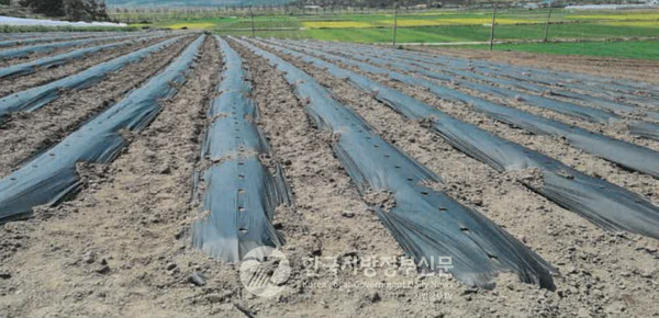 전국 최대 규모의 친환경 농업의 메카인 전라남도(도지사 김영록)는 농업인의 노동력 부담을 줄이고 환경 친화적 농업을 실현하기 위한 ‘노동절감형 생분해성 멀칭농자재 지원사업’을 대대적으로 추진한다. 자연분해되는 환경 친화적인 비닐 사진.(사진=조용원 기자/전남도청)