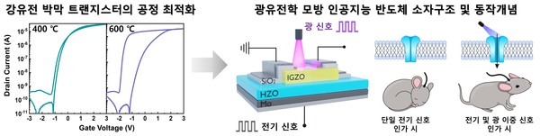 광유전학은 특정 신경세포가 빛에 반응하도록 조작해 신경 신호를 조절하는 기술로, 이 개념을 반도체 소자에 적용해 빛과 전기 신호를 동시에 활용하는 새로운 형태로 구현한 것이다. 빛을 추가적으로 활용함으로써 보다 더 정교한 학습이 가능하도록 설계됐으며, 인공 신경망을 활용한 이미지 인식률 또한 크게 향상됐다. (자료=경기도청)