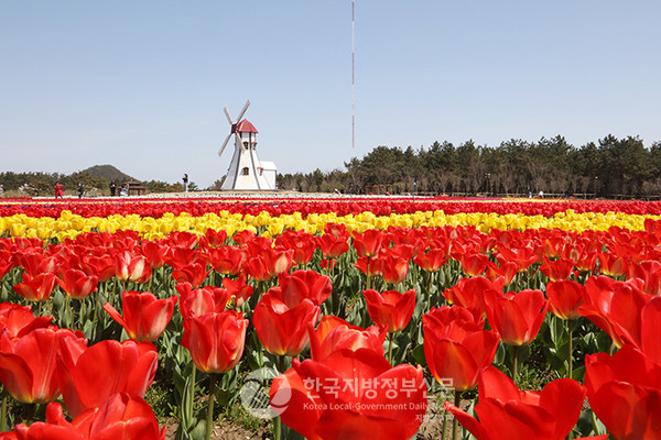 오는 4월 11일부터 20일까지 10일간 개최되는 ‘2025 섬 튤립축제’는 단순한 꽃 축제를 넘어, 임자도의 자연과 문화, 그리고 지역 경제 활성화를 아우르는 종합 축제로 재탄생하고 있다.(사진=조용원 기자/신안군청)