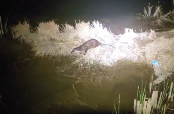 충남도(도지사 김태흠)가 충남을 대표할 수 있는 명품 공원으로 조성하고 있는 홍예공원에 수달이 방문해, 인공적으로 조성한 공원이 천연기념물이 살 수 있는 조건을 갖추고 가고 있음을 증명했다. (사진=김지수 기자/충남도청)