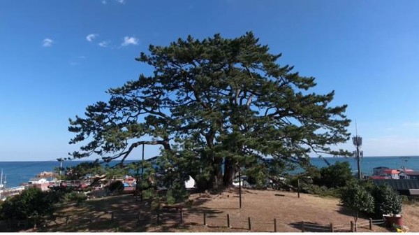 부산광역시(시장 박형준) 기장군 죽성리에 자리한 428년 된 ‘곰솔’이 산림청 주도의 전국 보호수와 노거수 가치 알리기 사업에서 ‘2025 올해의 나무’로 선정돼, 오랜 역사와 문화를 간직한 보호수 '곰솔'이 지역 사회와 관광 자원으로서 다시 주목받고 있다. (사진=김지수 기자/부산시청)