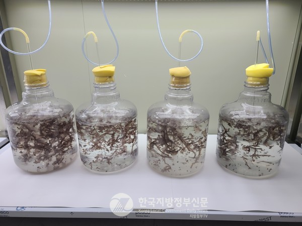 전라남도(도지사 김영록)가 멸종위기에 있는 우리나라 고유 품종인 ‘참김’의 신품종 개발과 산업화에 본격 착수하면서, 400년 전 ‘왕의 김’이 다시 국민 식탁으로 돌아올 준비를 하고 있다.(사진=조용원 기자/전남도청)