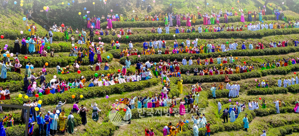 시간을 우려내고, 사람의 마음을 따라 붓는, 그리고 그 향으로 서로를 위로하는 ‘삶의 축제’로 오직 대한민국 녹차수도 보성에서만 이 향기로운 체험이 가능한 제49회 보성다향대축제가 5.2일부터 5일간 개최된다(사진=조용원 기자/보성군청)