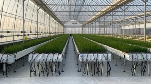 충남도(도지사 김태흠)가 전국 최대 규모의 쪽파 수경재배 광역화 단지 조성 사업을 본격화하며, 기상이변에 취약한 노지 중심 재배 구조를 첨단 스마트팜 기반으로 전환한다. (사진=김지수 기자/충남도청)