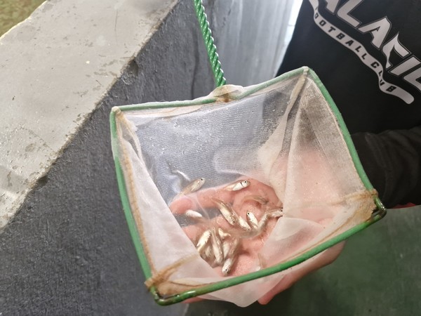 경남도 수산자원연구소(소장 이철수)가 국내 최초로 아열대성 어류 ‘벤자리’의 월동시험과 조기 수정란 배양, 대량 종자생산에 잇따라 성공하며 양식업계에 새로운 활력을 불어넣고 있다. (사진=김지수 기자/경남도청)