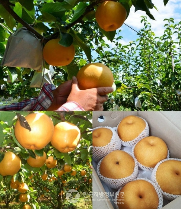 나주시가 나주배를 '먹는 배에서 바르는 배로’ 전환하기 위한 사업의 하나로, 배 껍질(배박)에서 고기능성 성분인 '천연 알부틴'을 저비용으로 대량 추출하는 기술 개발에 성공함으로써 고부가가치 소재산업으로 대전환을 꾀하고 있다(사진=조용원 기자)