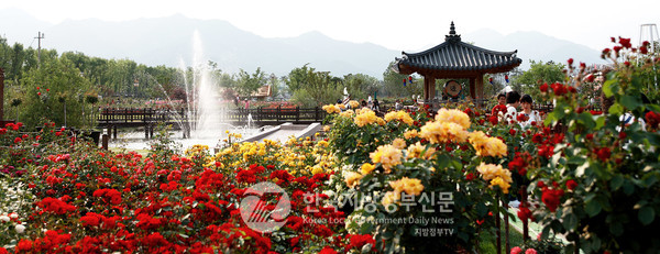 올해로 15회를 맞는 ‘곡성세계장미축제’가 오는 5월 16일부터 25일까지 ‘섬진강기차마을’ 일원에서 개최된다. ‘장미로 물드는 하루, All Day Rose’를 주제로 낮의 화사함과 밤의 빛이 어우러진 이색 관람 경험을 선사한다.(사진=조용원 기자/곡성군청)