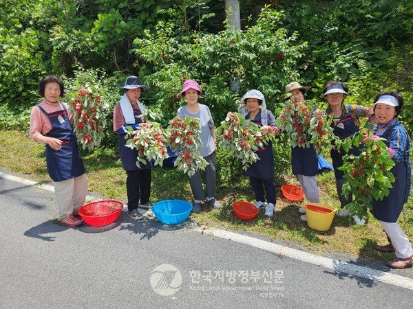 영암군은 ‘생산적 복지’라는 이름으로 올해만 2,083명 어르신에게 일자리를 제공하고 있다.(사진=조용원/영암군청) 