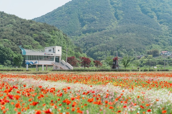 5월의 따스한 햇살이 가득한 경남 하동군(군수 하승철) 북천면 직전마을 앞 들판은 올해도 어김없이 붉은 물결로 뒤덮인다. (사진=김지수 기자/하동군청)