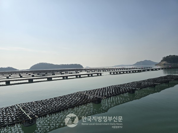 고흥군은 올해 10,480ha의 면적에서 총 167,399톤의 물김을 생산해 2,311억 원의 위판고를 기록하며, 전국 물김 생산 시군 중 1위를 차지했다. 고흥군 도화면 김 양식장.(사진=조용원 기자/고흥군청)