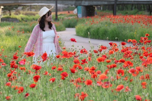 충북 괴산군(군수 송인헌) 유기농엑스포광장과 동진천변 일원이 괴산의 대표 농산물인 고추의 상징색 ‘빨강’으로 물들며, 방문객들은 곳곳에 설치된 꽃양귀비·장미·백일홍 군락 사이를 거닐며 축제를 즐길 수 있는가 전국 관광객의 이목을 사로잡는다. (사진=김지수 기자/괴산군청)