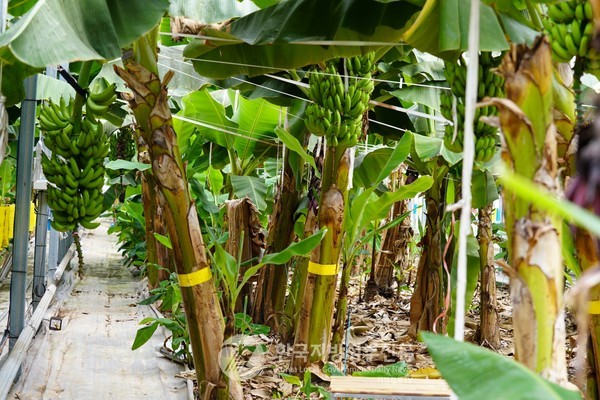 아열대 기후대에 접어든 남해안 지역 중에서도 해남은 대표적인 국산 아열대작물 재배지로 떠오르고 있으며 그 중심에는 ‘바나나’가 있다. 해남 국산 바나나 농장.(사진=조용원 기자/해남군청)