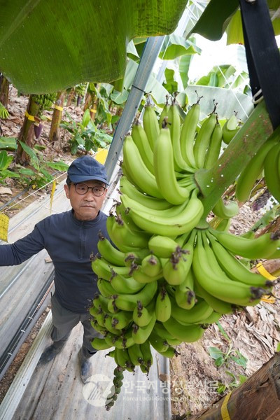 엣지농장 오영상 대표는 “해남의 따뜻한 기후와 친환경 농법이 바나나 체험 농장에 가장 적합하다고 판단해 도전했다”며 “앞으로 다양한 아열대 과일을 접목해 복합 체험농장으로 발전시킬 계획”이라고 말했다.(사진=조용원 기자/해남군청)