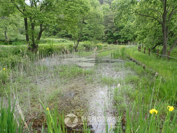 전남 곡성군의 월봉습지가 세계 최소형 잠자리 ‘한국꼬마잠자리(Nannophya koreana)’의 국내 최대 서식처로 확인되면서 단순한 자연 보호를 넘어 생태계 보전의 전략적 거점으로 주목받고 있다.(사진=조용원 기자/곡성군청)