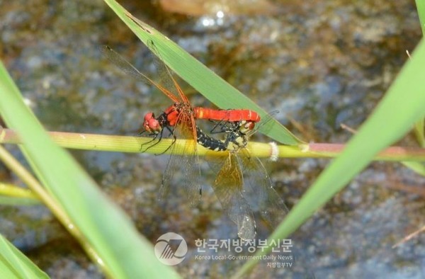 멸종위기 야생생물 II급으로 지정된 세계 최소형 잠자리인 ‘한국꼬마잠자리(Nannophya koreana)’는 2020년 유전자 분석을 통해 국내 고유종으로 공식 분류되었으며 오직 한국에만 존재하는 ‘자연 유산’으로 평가받고 있다(사진=조용원 기자/곡성군청)