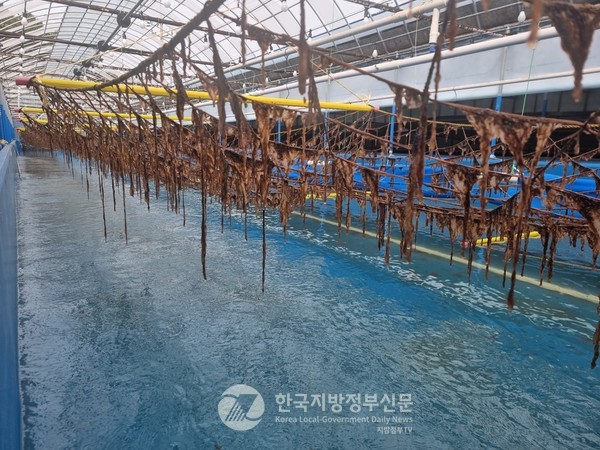 전국 최대의 물김 생산지인 전라남도(도지사 김영록)와 고흥군(군수 공영민)은 해양수산부가 공모한 ‘지속 가능한 우량 김 종자생산 및 육상양식 기술개발’ 신규 국책과제 공모에 참여해 최종 선정됨으로써 차세대 ‘K-김 육상양식 기술’의 허브로 급부상하고 있다.  물김 엽체가 육상 수조 내에서 40~50cm 크기로 자라난 모습.(사진=조용원 기자/고흥군청)