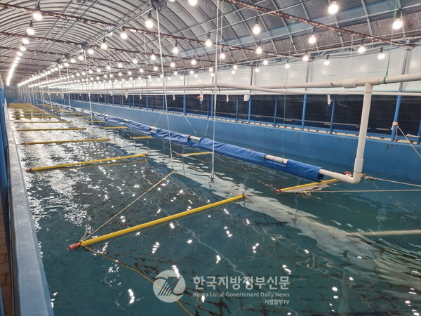 고흥군은 더 이상 ‘전통 김 양식지’에 머물지 않고 4차 산업형 해양식품 기술의 테스트베드이자 K-김의 글로벌 경쟁력을 떠받칠 기술적 거점으로 부상하고 있다. 1차 김 시범양식에서 육상 양식 수조 내에서 물김 엽체가 자라고 있는 모습.(사진=조용원 기자/고흥군청)