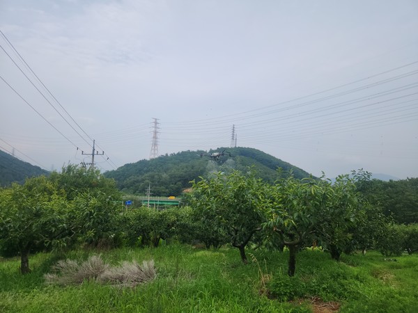 경상남도농업기술원(원장 정찬식)은 농촌진흥청 국립농업과학원과의 긴밀한 협력을 통해 과수 분야 최초로 ‘무인항공용 농약(성분명 에토펜프록스)’을 단감에 적용·등록하는 데 성공했다. (사진=김지수 기자/경남도청)