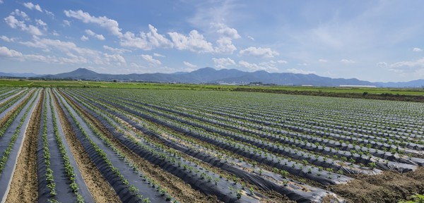 이철우 경상북도지사는 “정부가 인정한 경북형 공동영농은 이제 선택이 아니라 필수가 됐으며, 인구 감소 시대에 지속가능한 농업 실현을 위한 대한민국 표준모델로 발전시켜 나가겠다”고 강조했다. (사진=김지수 기자/경북도청)