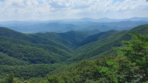 충남도(도지사 김태흠)가 전국 도립공원 최초의 '깃대종'을 지정해, 생물다양성 보전과 지역 생태관광 활성화는 물론 지역 생태 공동체의 가치를 끌어올린다. (사진=김지수 기자/충남도청)